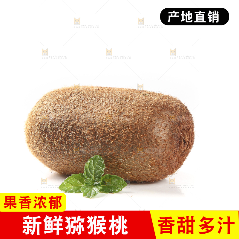 修文猕猴桃摆放在白底上