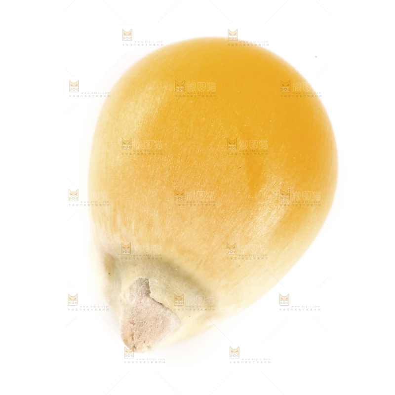 白底上的玉米粒