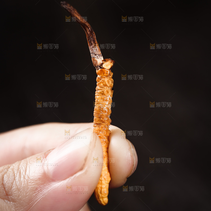 手里拿着一个冬虫草