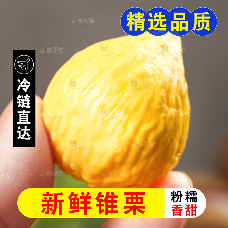 手拿着锥栗仁