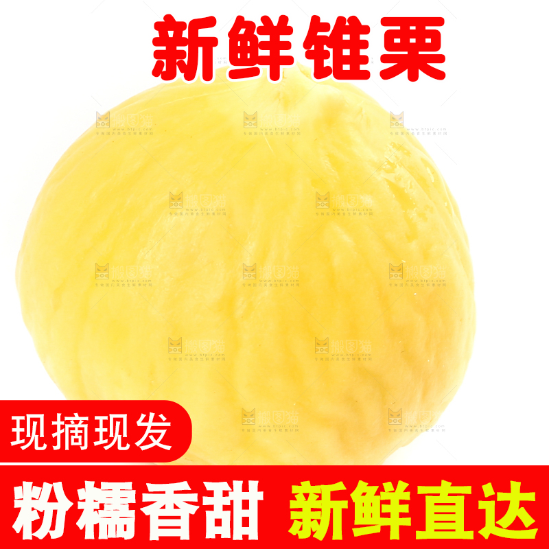 白底上的锥栗仁