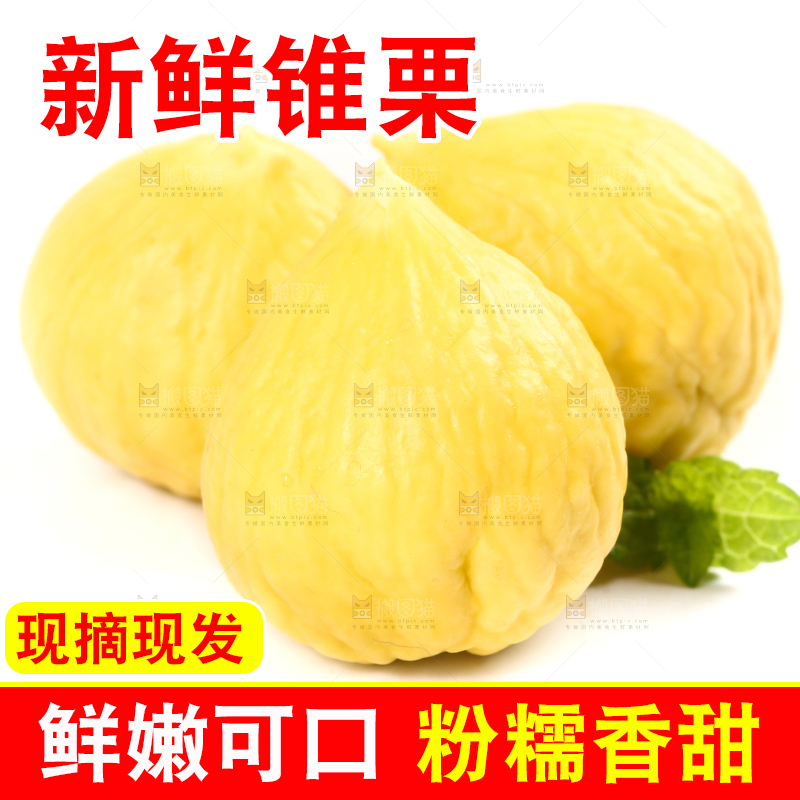 白底上的锥栗仁