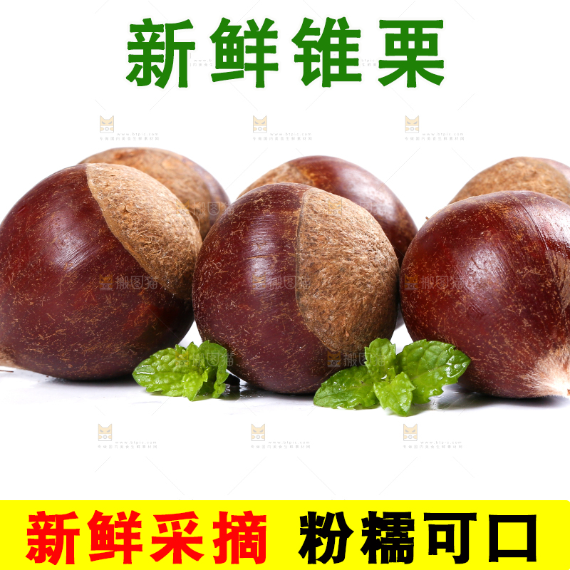 白底上的锥栗