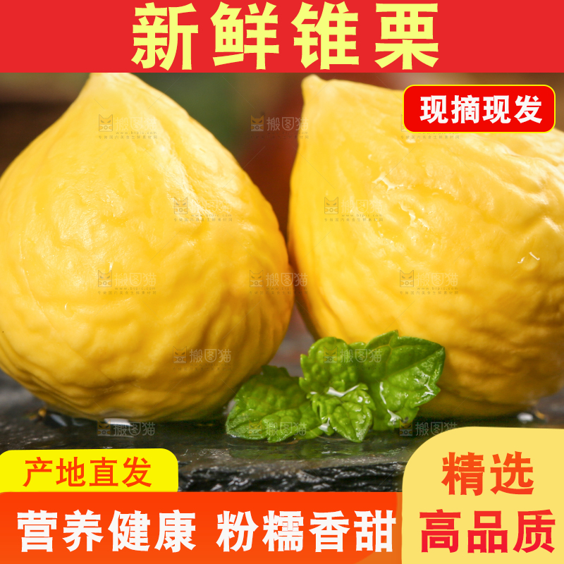 黑底上的锥栗仁