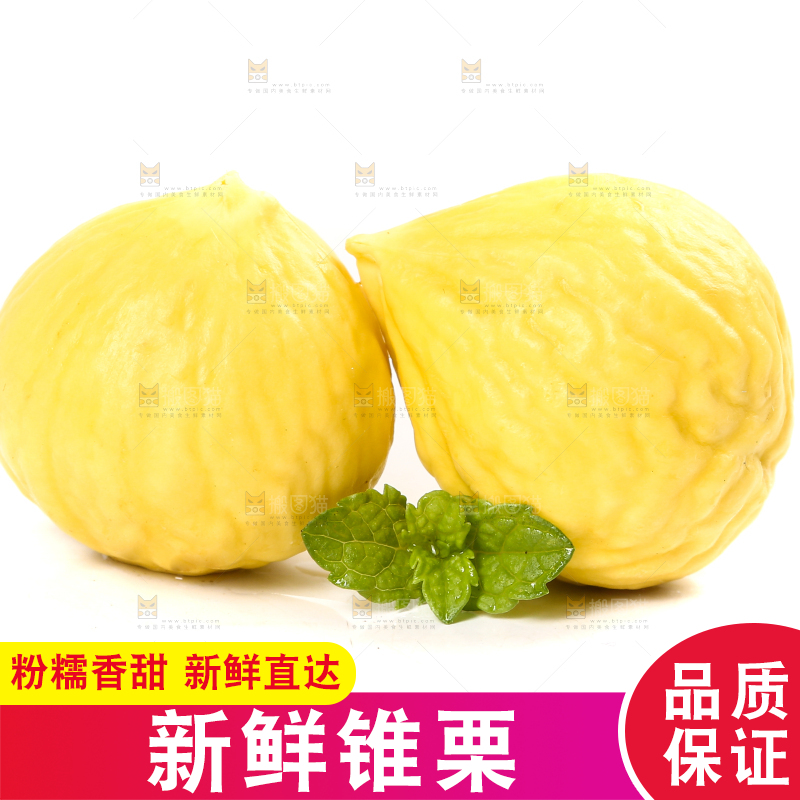 白底上的锥栗仁
