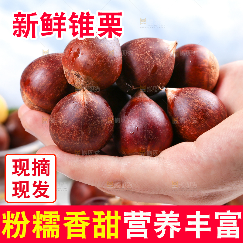 手里拿着锥栗