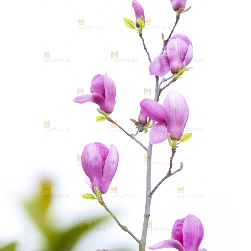 户外的玉兰花