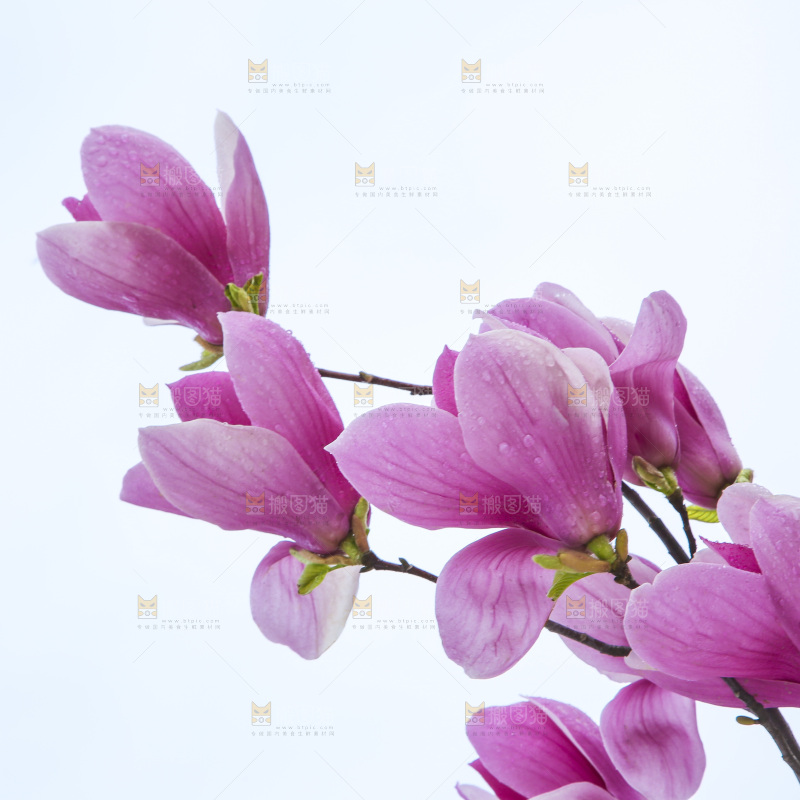 户外的玉兰花