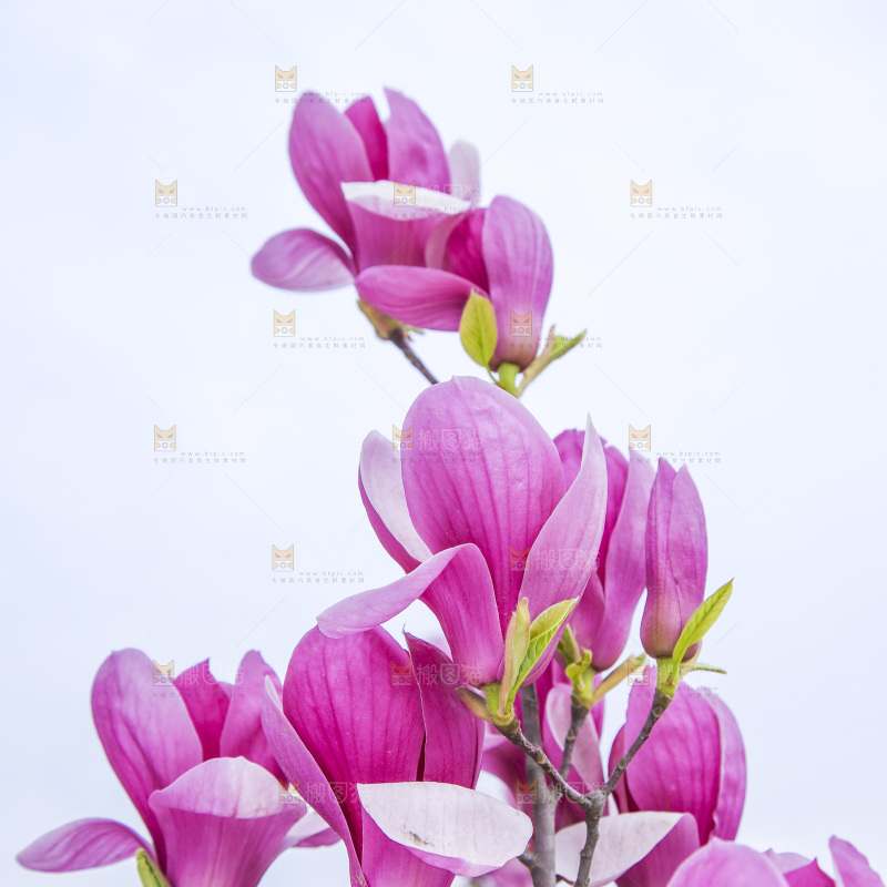 户外的玉兰花