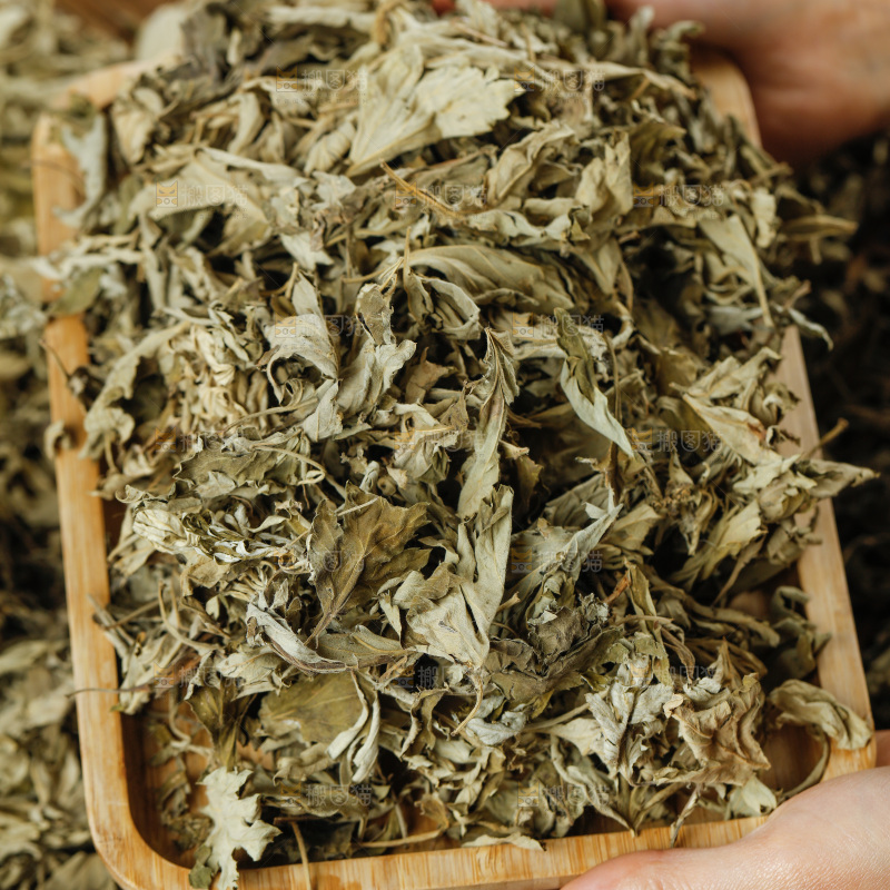 手里捧着艾草叶