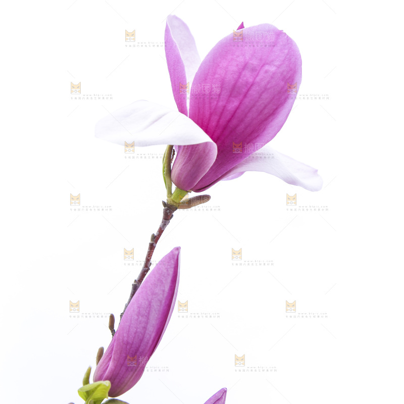 户外的玉兰花