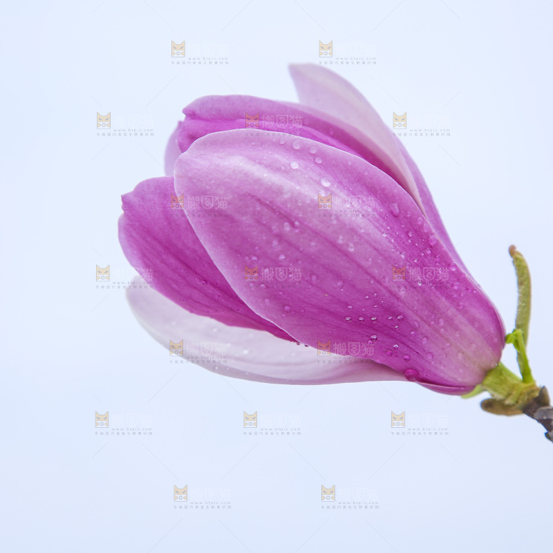 户外的玉兰花
