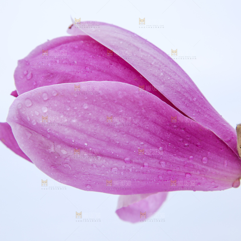 户外的玉兰花