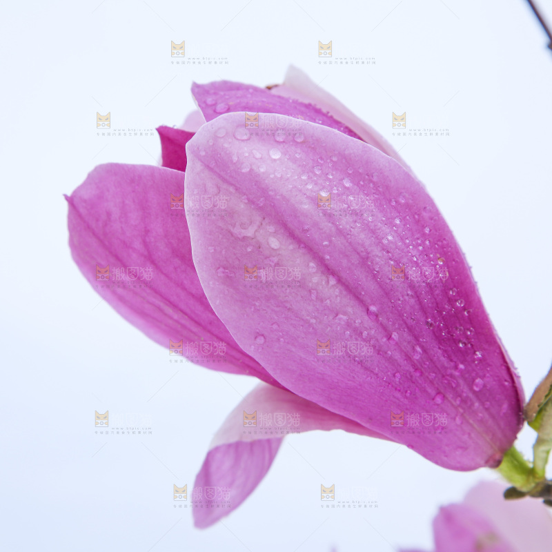 户外的玉兰花