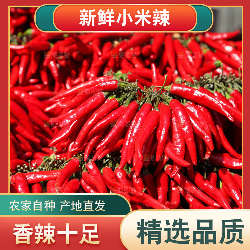 堆放着的大片小米辣
