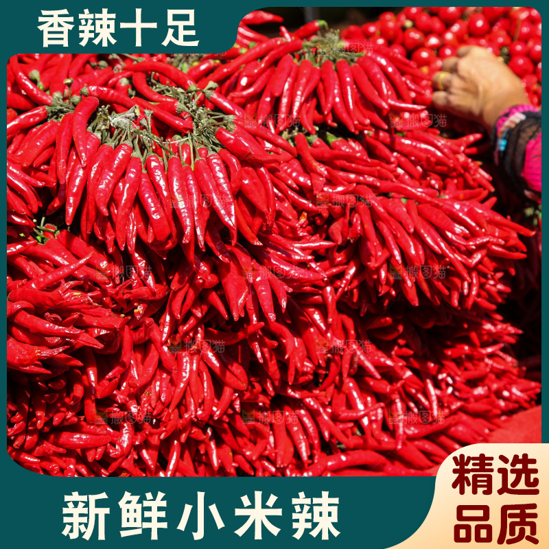 堆放着的大片小米辣