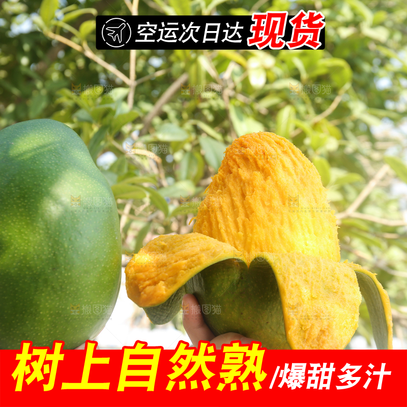 手里拿着青皮凯特芒