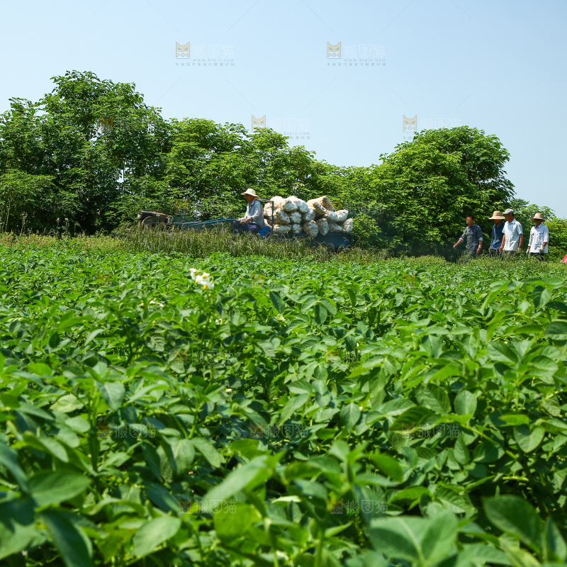 农民正在收土豆