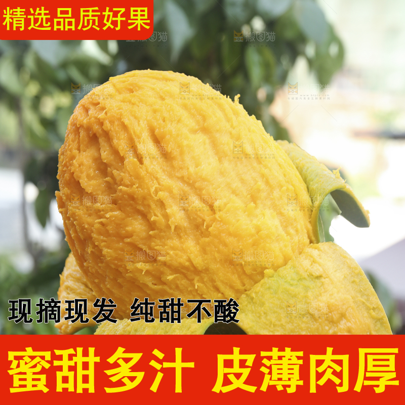 手里拿着青皮凯特芒