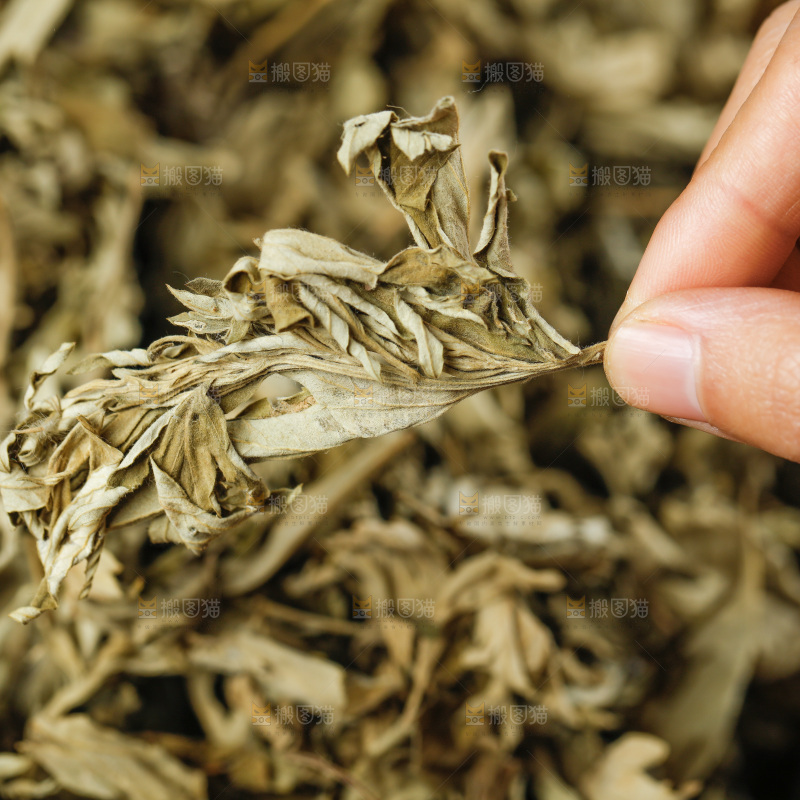手里捧着艾草叶