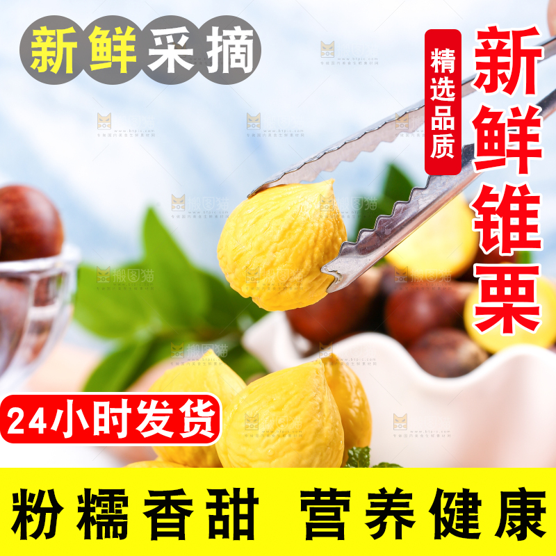 夹子夹着锥栗仁