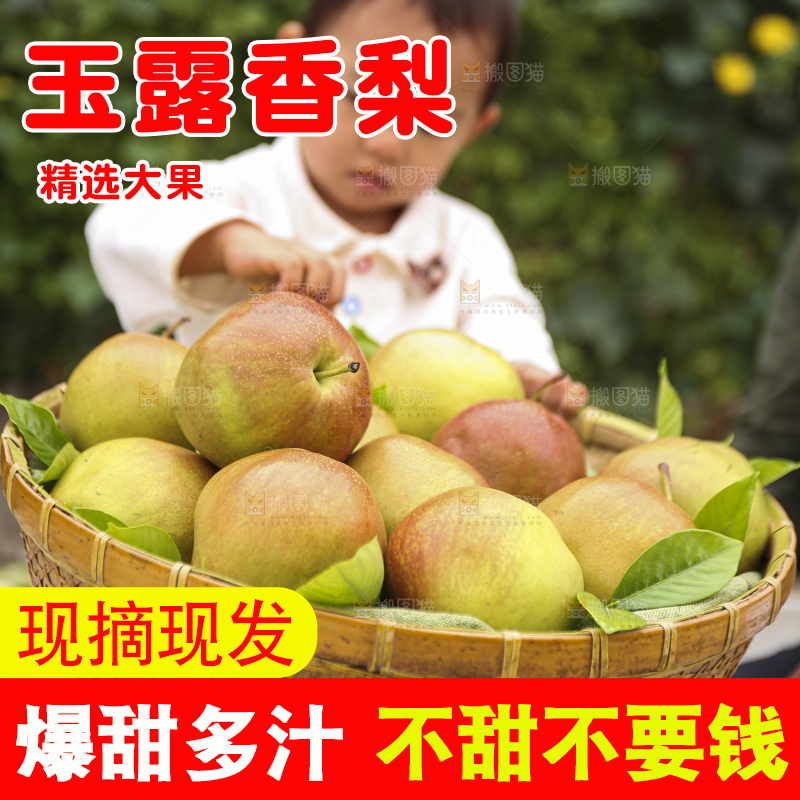手里拿着玉露香梨