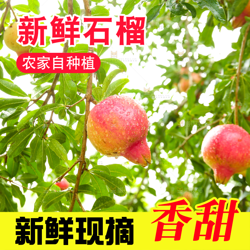 石榴产地