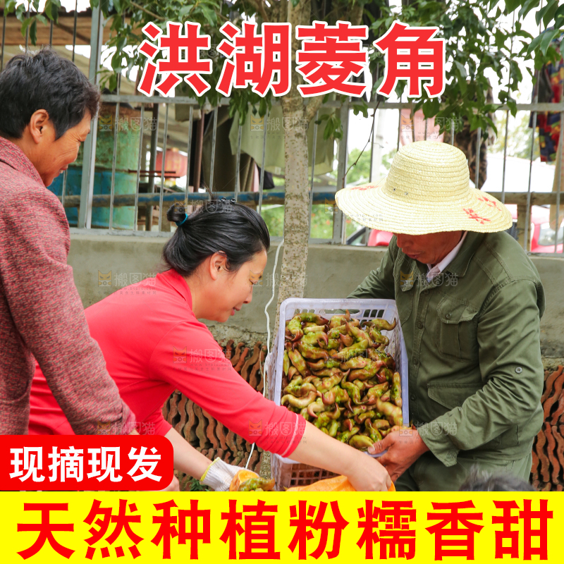 新鲜洪湖菱角采摘