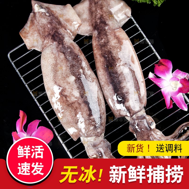 黑底上的鱿鱼