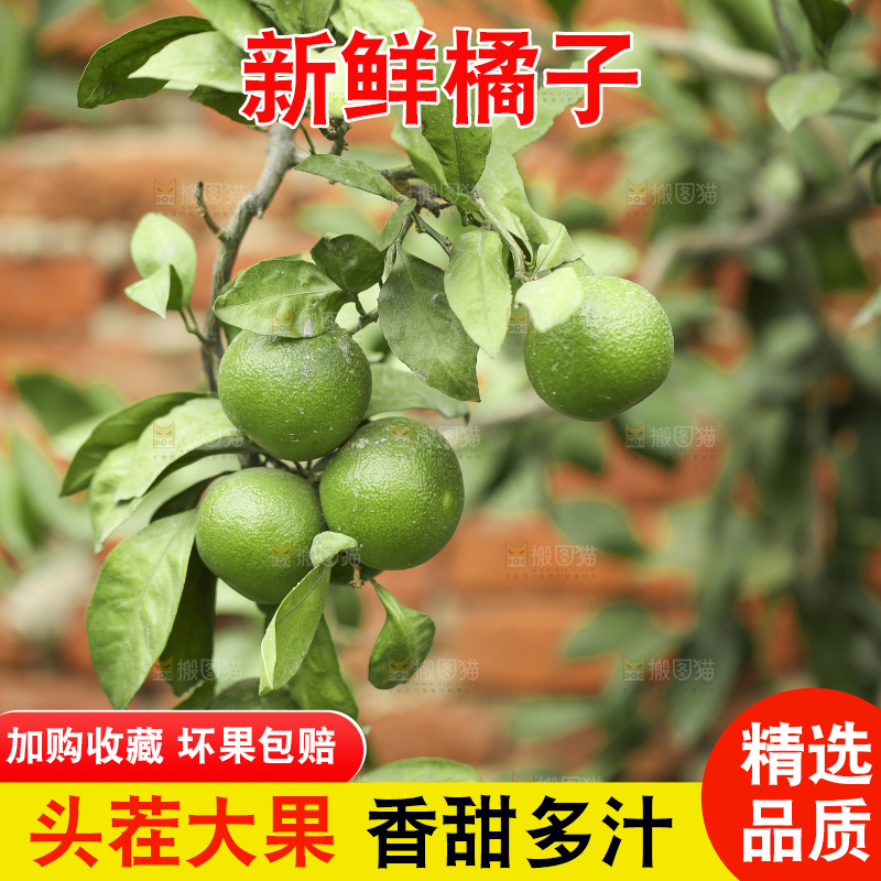 户外的青橘