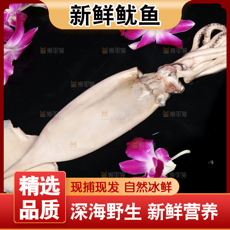 黑底上的鱿鱼