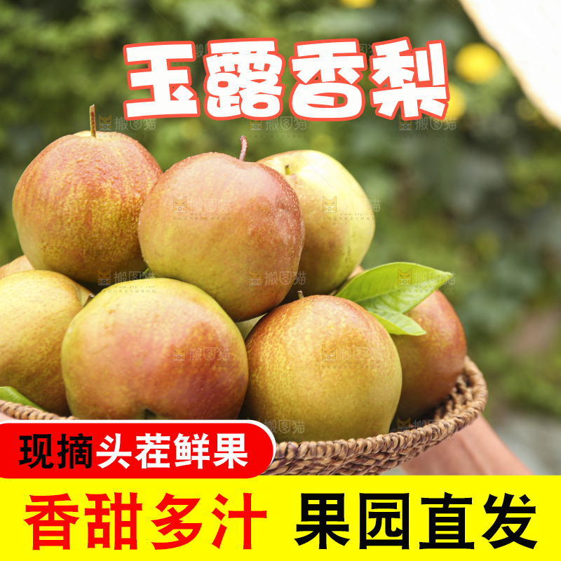 手里拿着玉露香梨