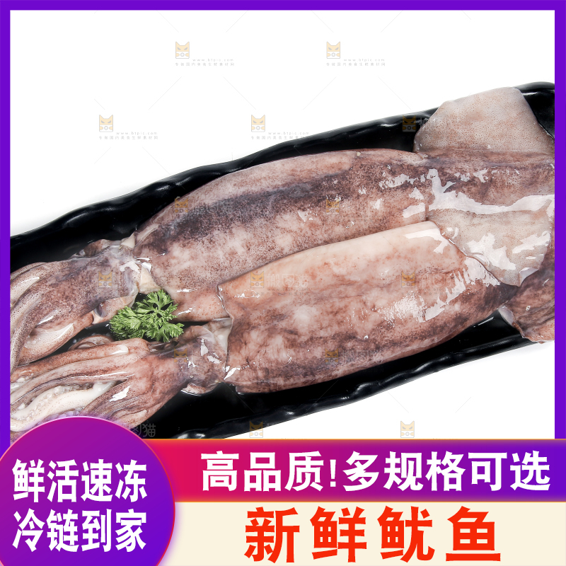 白底上的鱿鱼
