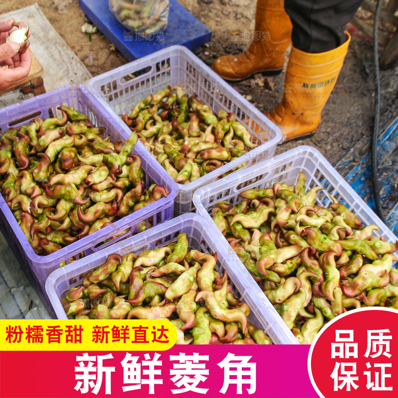 新鲜洪湖菱角采摘