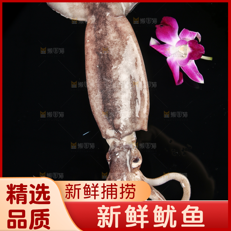 黑底上的鱿鱼