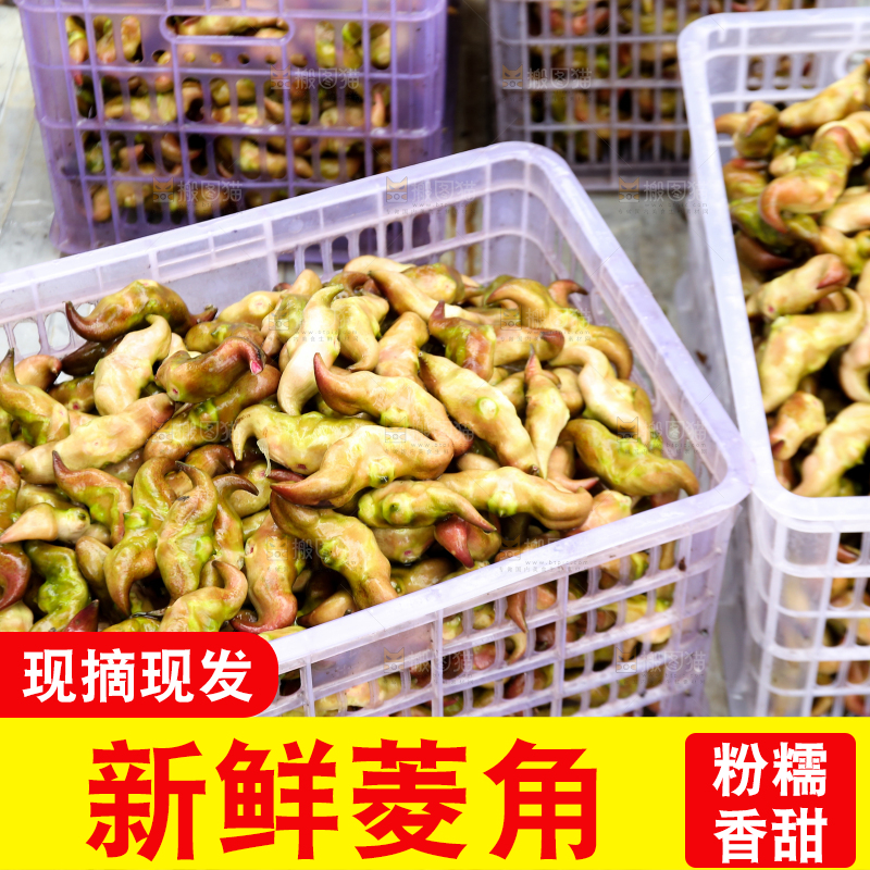 新鲜洪湖菱角采摘