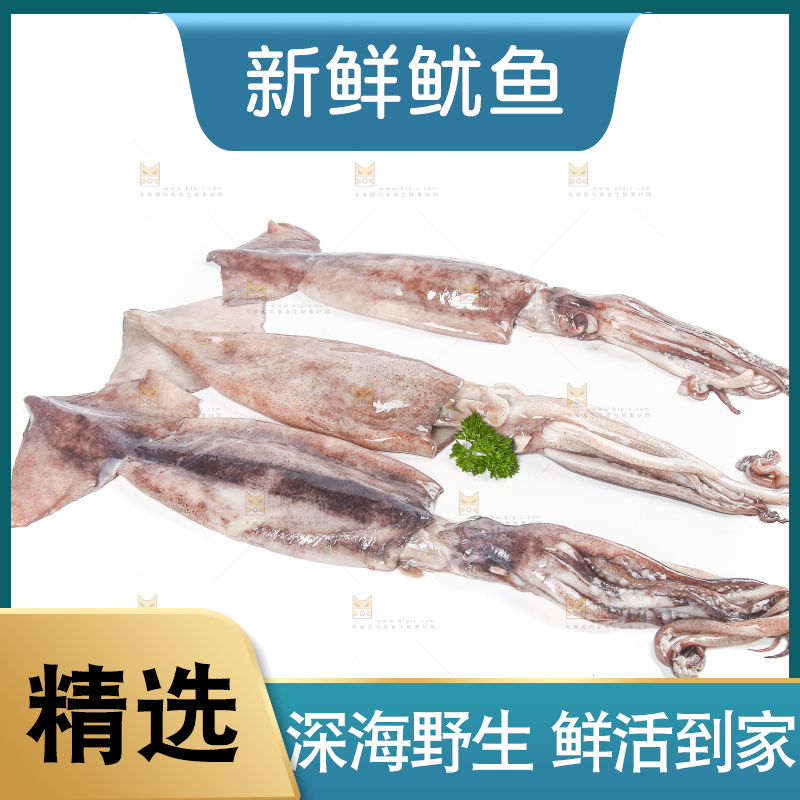 白底上的鱿鱼