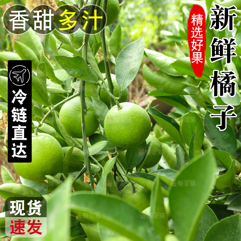 青橘产地