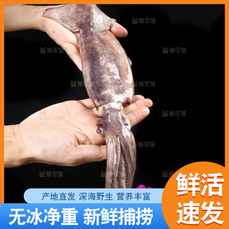 黑底上的鱿鱼
