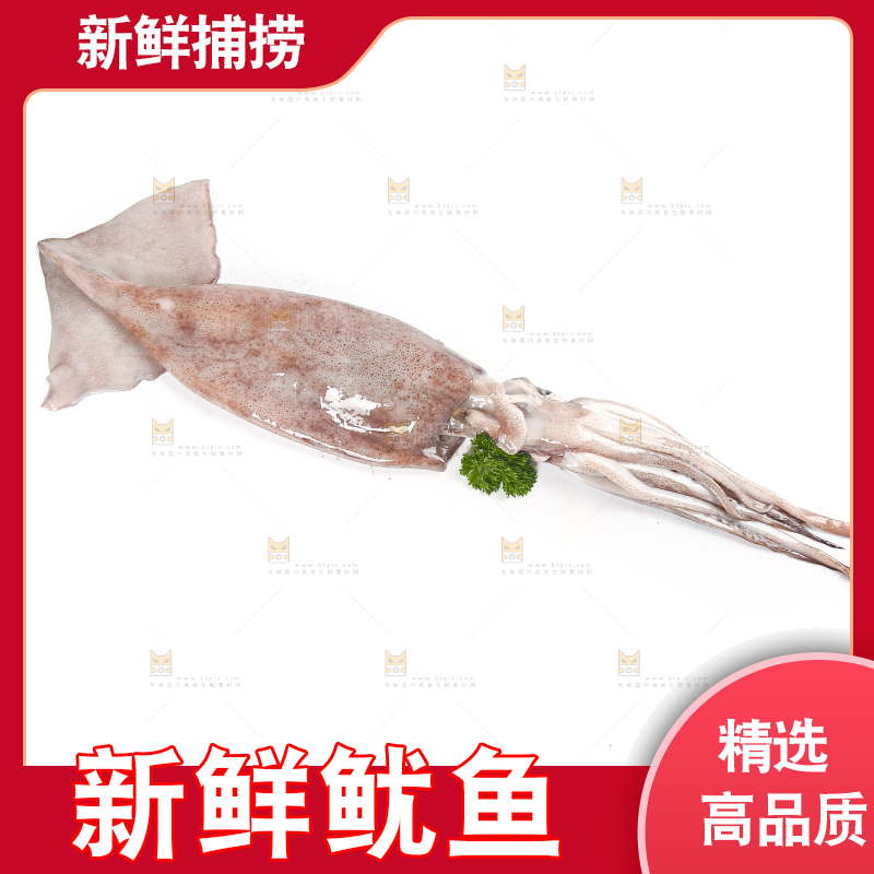 白底上的鱿鱼