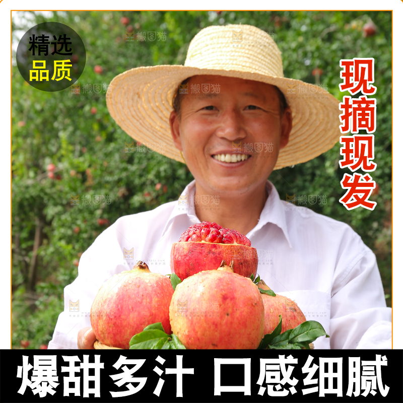 石榴产地