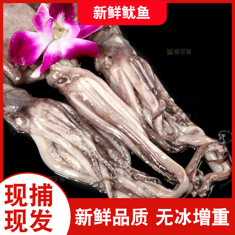 黑底上的鱿鱼