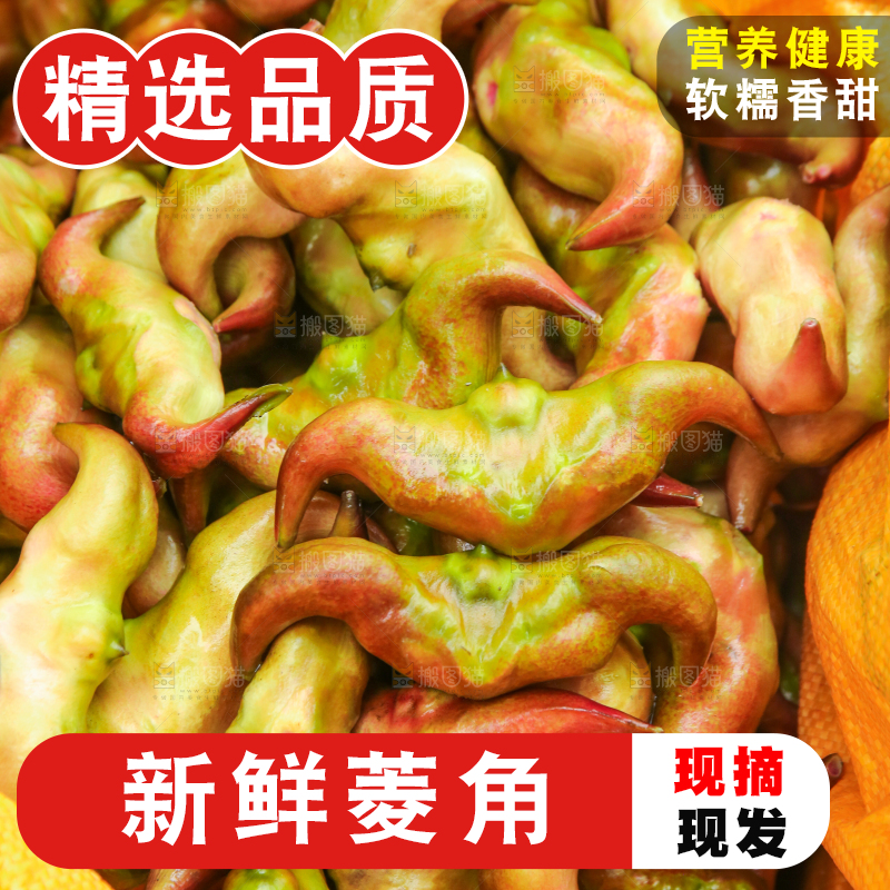 新鲜洪湖菱角采摘