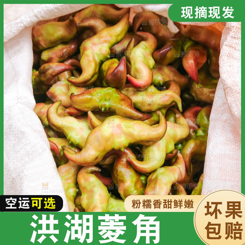 新鲜洪湖菱角采摘