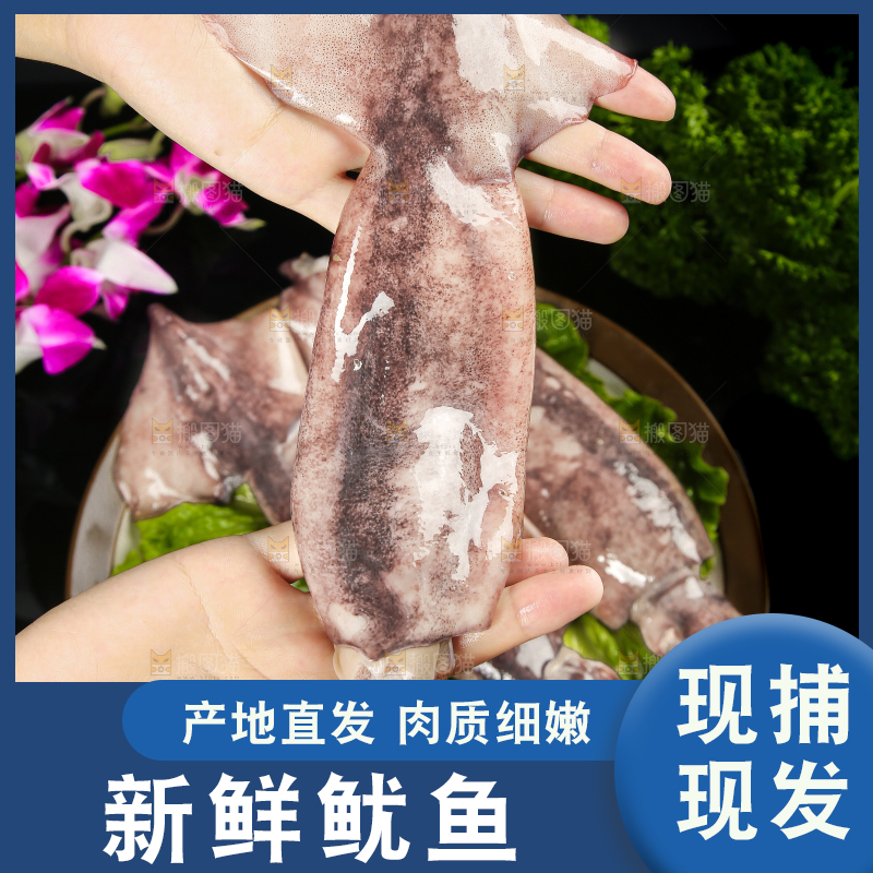 黑底上的鱿鱼
