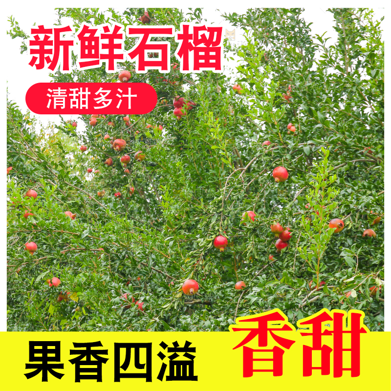 石榴产地