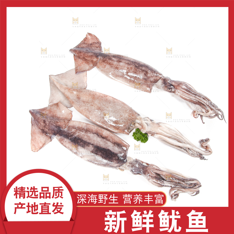 白底上的鱿鱼