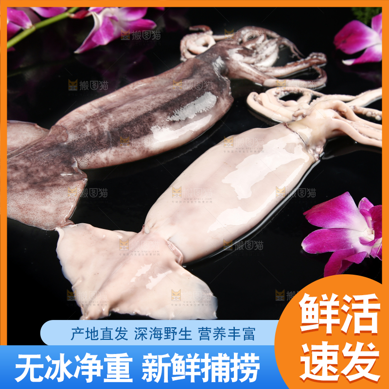 黑底上的鱿鱼