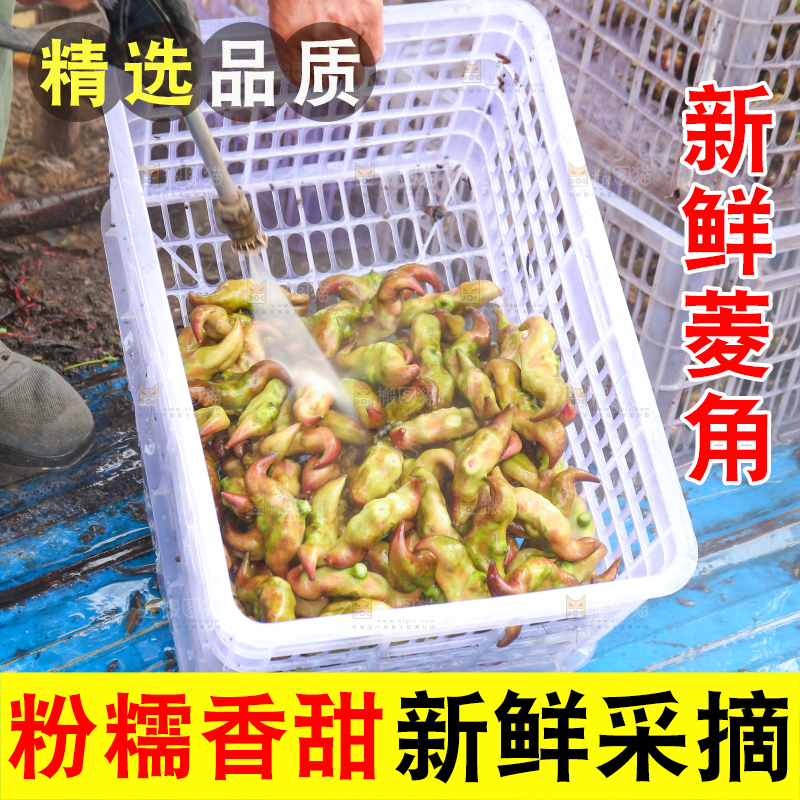 新鲜洪湖菱角采摘