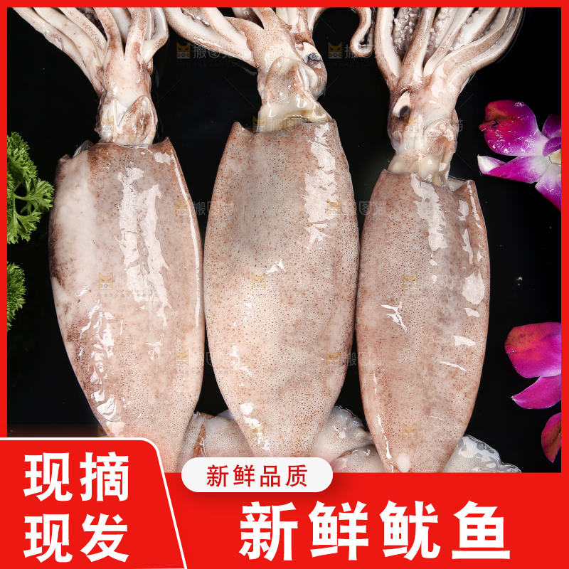 黑底上的鱿鱼